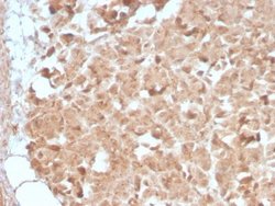 Elastase Antibody (CELA3B/2809R) - Azide and BSA Free, Novus Biologicals 100 &mu;g | Buy Online | Novus Biologicals | Fisher Scientific
